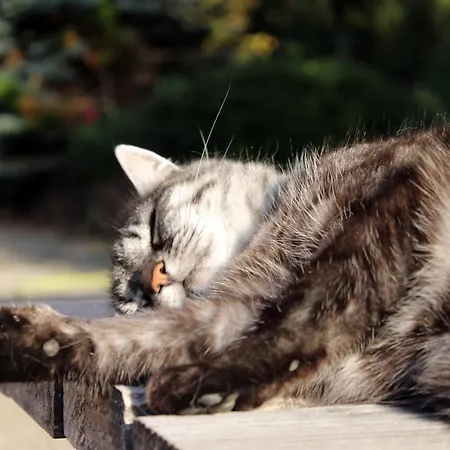 Au Coin Du Feu à 25mn De Colmar Au Calme Avec Jardin Clos Apartamento *